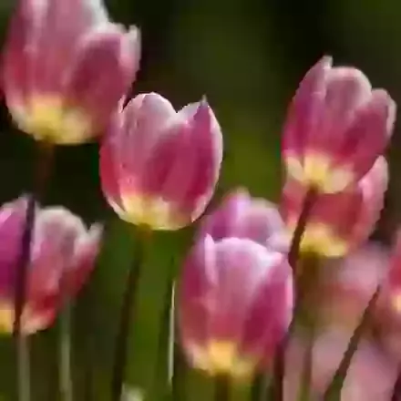 Tulips
